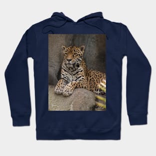 Jaguar Portrait Hoodie